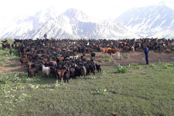 Пастбища Таджикистана: как восстановить уже утраченное?